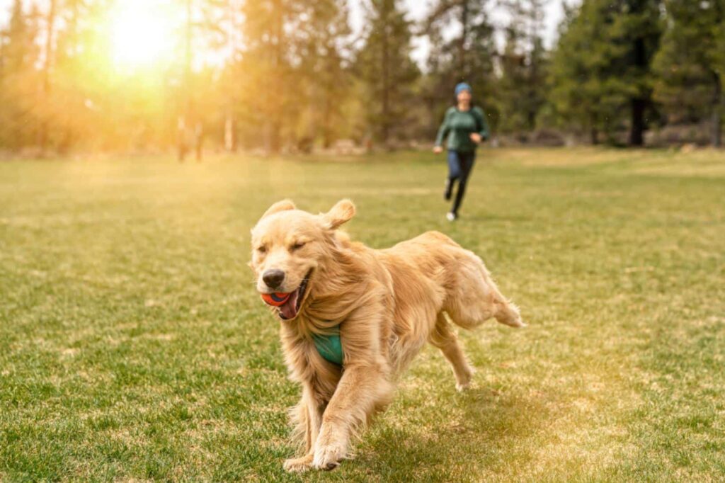 Dog Walking Services In Mckinney